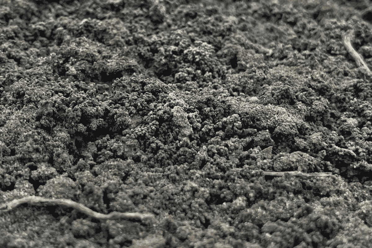 Hai ngày thấu hiểu Farm Rau Ròm: Chiến lược marketing bắt đầu từ mùi đất và giọt mồ hôi 4 Đất trồng tại Farm Rau Ròm