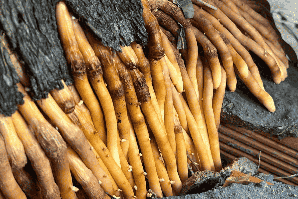 Hai ngày thấu hiểu Farm Rau Ròm: Chiến lược marketing bắt đầu từ mùi đất và giọt mồ hôi 2 Tại trang trại – Nơi “sự thật” sản phẩm lên tiếng